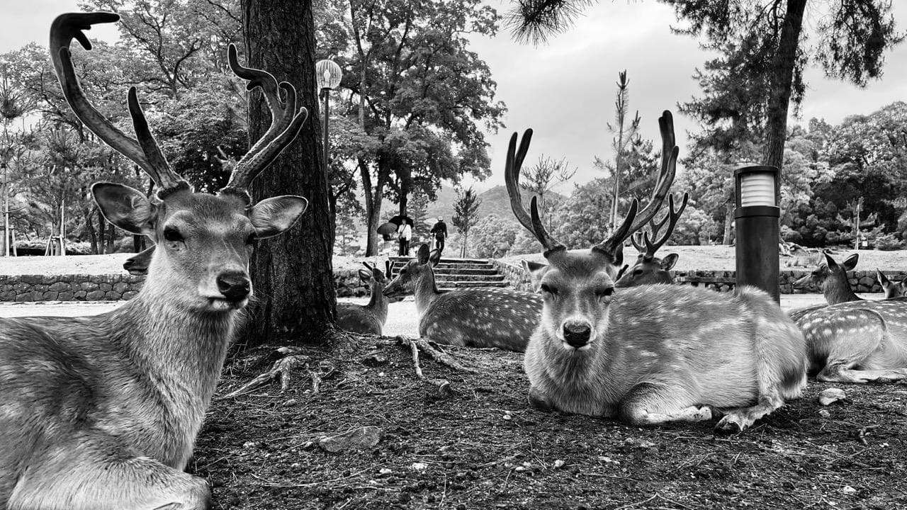 Nara: Reise- und Sicherheitshinweise (Teilreisewarnung)