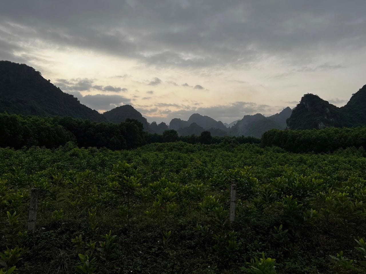 Der Höhlenwurm Phong Na